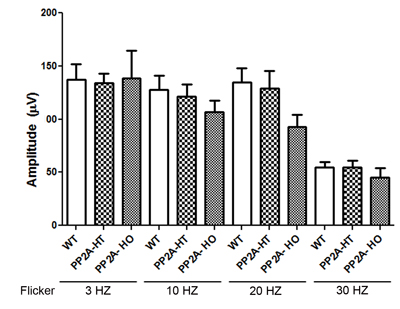 Quantitative analysis of flicker-flash ERG responses of PP2A-WT, PP2A-KI heterozygous, and PP2A-KI homozygous mice.