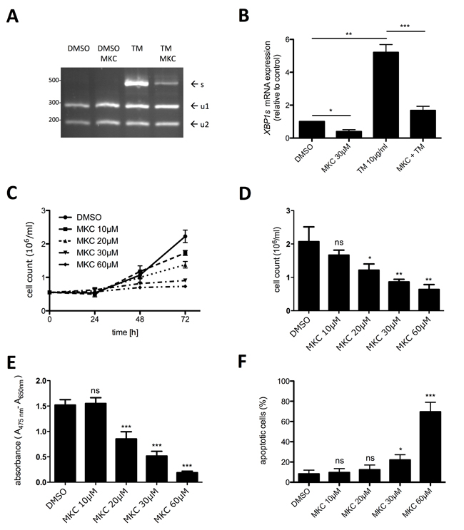 Inhibition of active IRE1&#x3b1; by MKC-8866 mainly suppresses proliferation of HMC-1.2 cells.