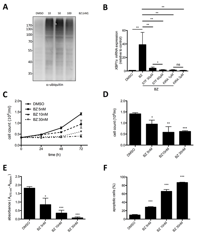 Proteasome inhibitor bortezomib suppresses proliferation and survival of HMC-1.2 cells.