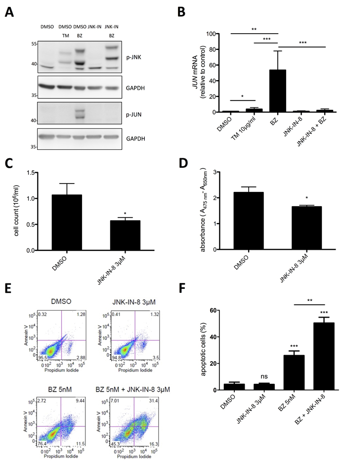 Synergistic induction of cell death by a combination of low dose BZ with JNK-IN-8.