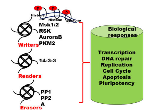 Writers, readers and erasers of histone marks.