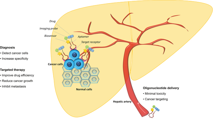 Aptamer for HCC diagnostic and targeted therapy.