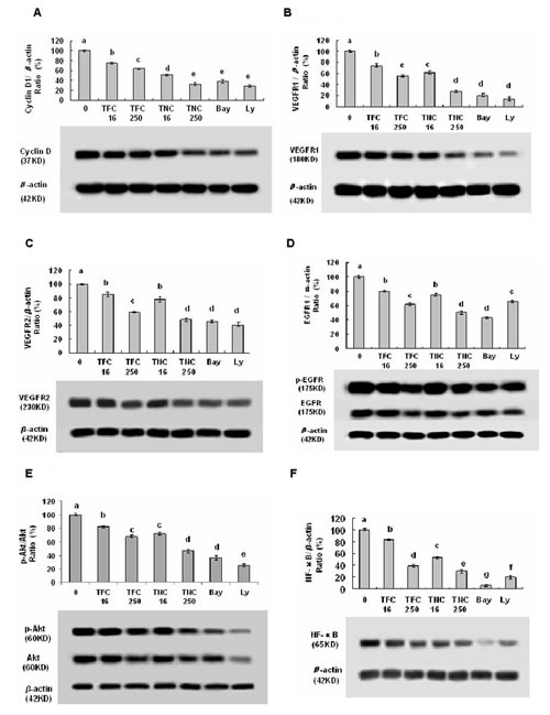 Effects of TFC and TNC on protein expressions and/or phosphorylation of cyclin D1 (A), VEGFR1 (B), VEGFR2 (C), pEGFR/EGFR (D), pAkt/Akt (E), and NF-&#x3ba;B (F) in highly metastatic LLC cells.