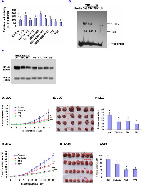 Suppression of TNF&#x3b1;- and EGF+HGF-enhanced growth and/or NF-&#x3ba;B signaling in A549 cells and in vivo inhibition of LLC and A549 xenografts tumor growth in tumor-bearing mice by TFC and TNC.