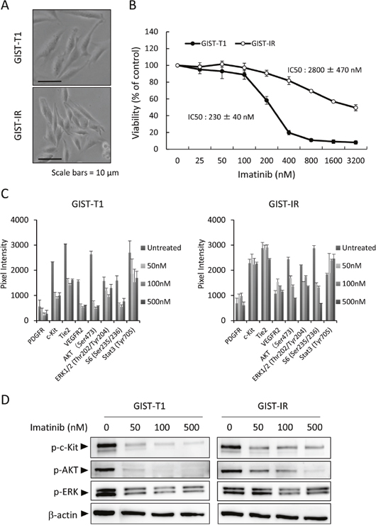 Characterization of the imatinib-resistant GIST cell line, GIST-IR.