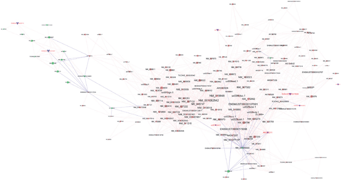 Co-expression network of the differentially expressed lncRNAs and mRNAs.