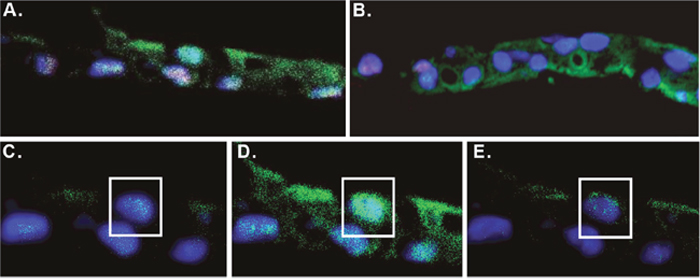 Immunofluorescent staining of CRCs.