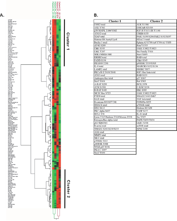 Protein analyses of cells in conventional culture.