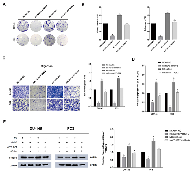 Inhibition of miR-493-3p partially abrogated the cell proliferation and migration suppressed by si-YTHDF2.