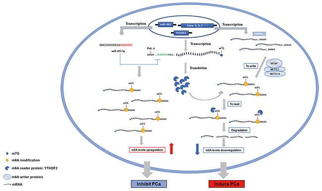 The schematic diagram of YTHDF2 and miR-493-3p in regulating the progression of PCa.