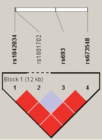 Haplotype block for the SNPs of ApoB.