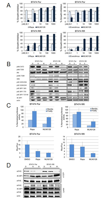 MLN0128 is effective in cell lines with acquired rapamycin resistance.