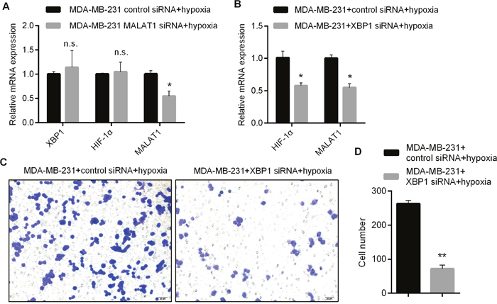 Involvement of MALAT1 in Regulating Proliferation and Invasion Abilities of Triple-negative Breast Cancer Cells by XBP1-HIF1&#x03B1;.