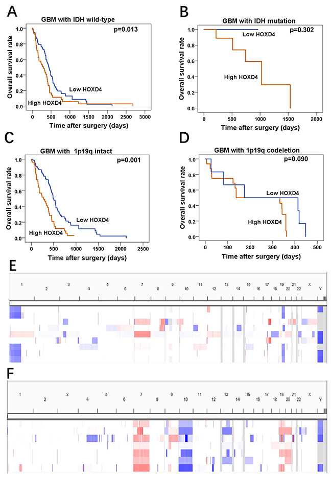 HOXD4 expression impact the OS of GBM patients with IDH wild-type or 1p19q intact by TCGA data analysis.