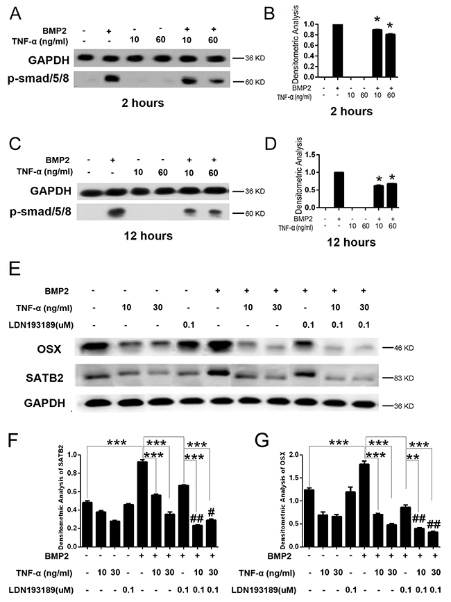 TNF-&#x03B1; inhibits SATB2 expression by inhibiting the smad1/5/8 signaling pathway.