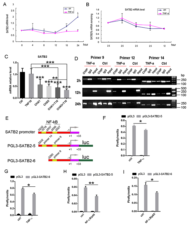 TNF-&#x03B1; induced NF-&#x03BA;B directly interacts with SATB2 gene promoter to inhibit its expression.