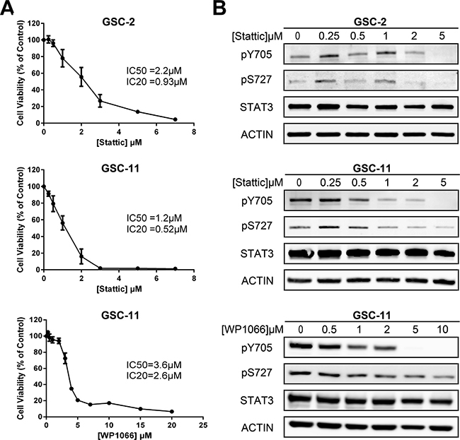 Effect of STAT3 inhibition in GSC lines.