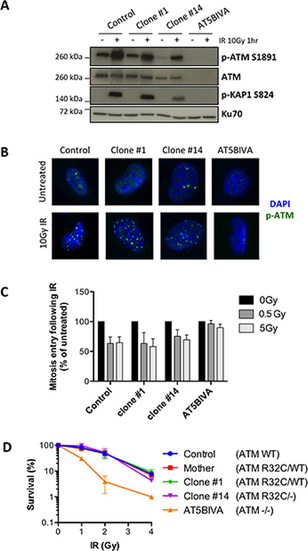 The R32C variant of ATM is functional for the DNA damage response.