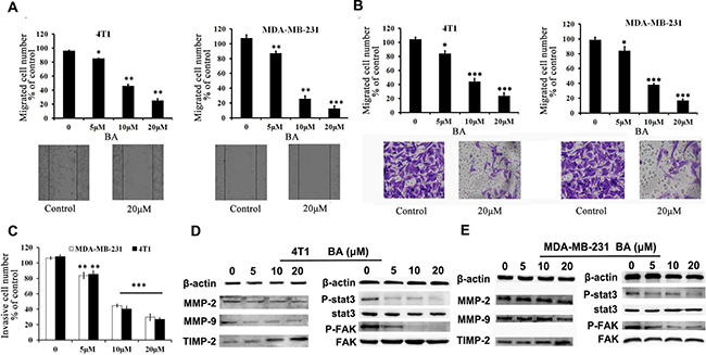 BA inhibits breast cancer cells 4T1 and MDA-MB-231 migration and invasion.