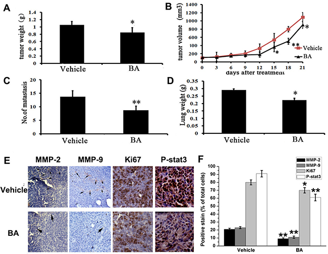 Anti-tumor and anti-metastasis effects of BA in vivo.