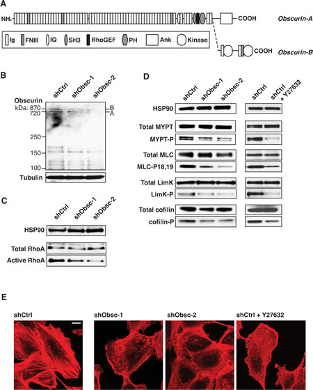 Loss of obscurins downregulates RhoA signaling in attached MCF10A cells.