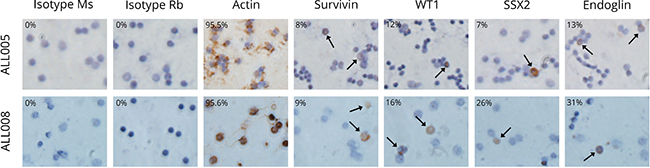 Immunolabelling