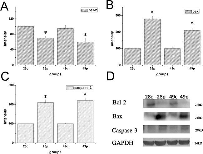 Expression level of protein of Bcl-2, Bax and Caspase-3 in ovary tissue of different groups at 28 dpi and 49 dpi.