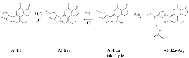 Chemical conversion of AFB1 to AFB2a-Arg is carried out by the AFB2a intermediate.