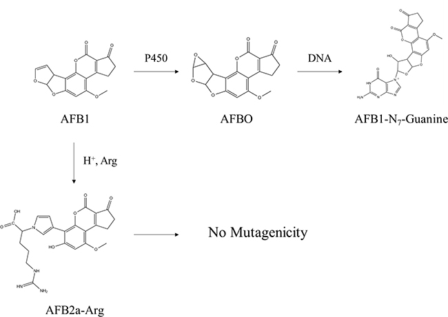Summary of AFB1 detoxification through arginine adduction.