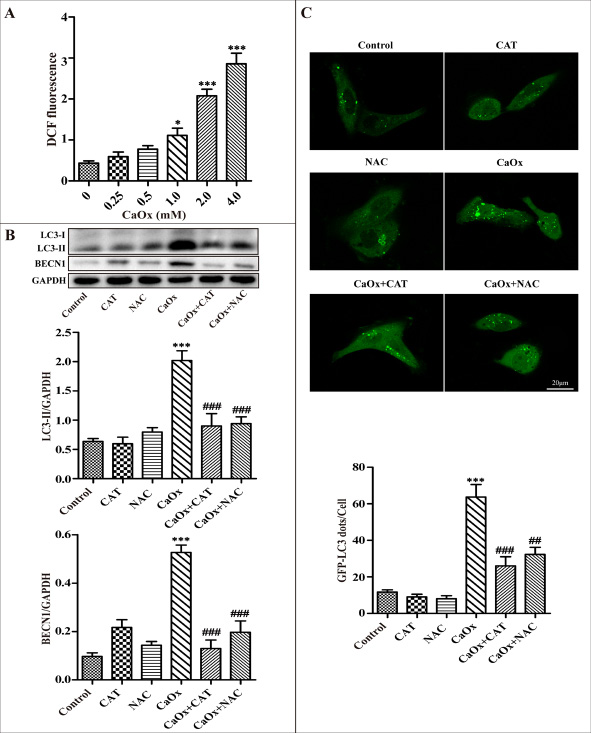 ROS mediates CaOx crystal-induced autophagy in HK-2 cells.