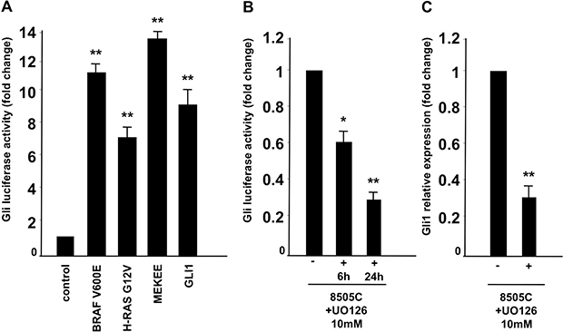 Oncogenic RAS/BRAF/MEK pathway activates Shh signaling.