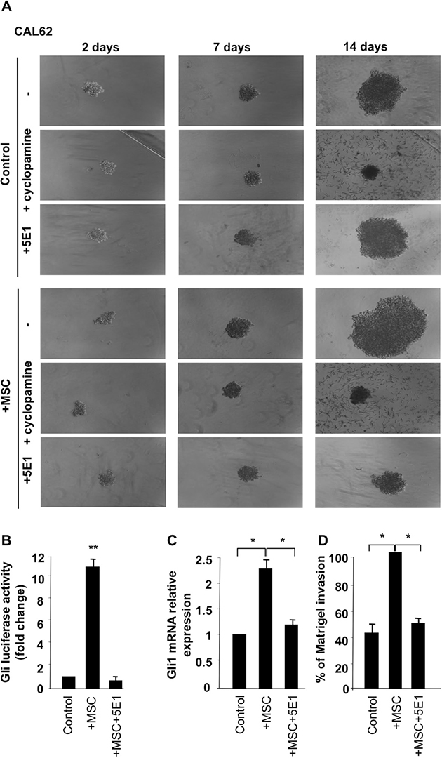 Stromal cells, through production of Shh, support cancer cells growth in non adherent conditions.