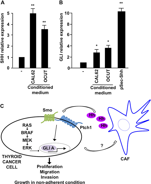 Effect of CAL62 and OCUT cells on IMR90 fibroblasts.