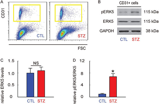 ERK5 signaling is activated in retinal endothelial cells in STZ mice.