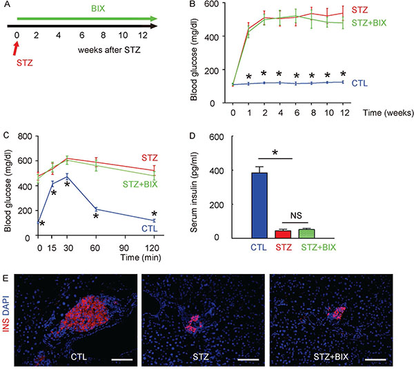 Suppression of ERK5 activation does not alter diabetes induction by STZ in mice.