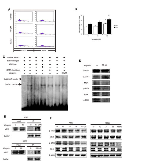 Wogonin induces differentiation on primary CML cells and increases the interaction between GATA-1 and MEK.