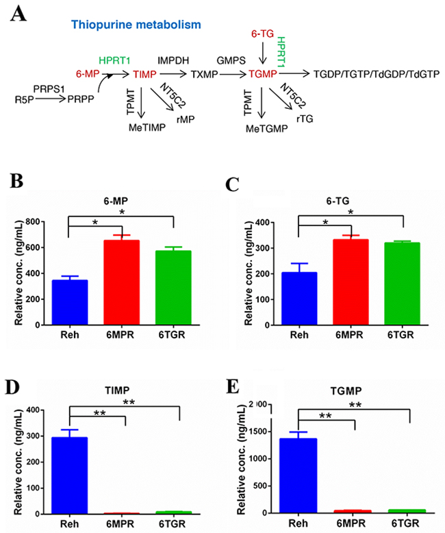 Thiopurine metabolism in Reh cells and resistant cells.