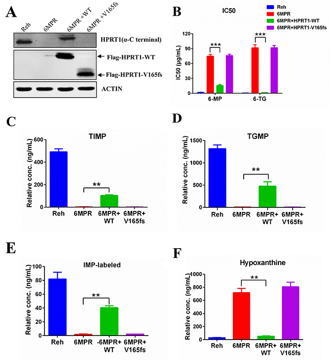 HPRT1-wt can reverse the resistance in Reh-6MPR cells.