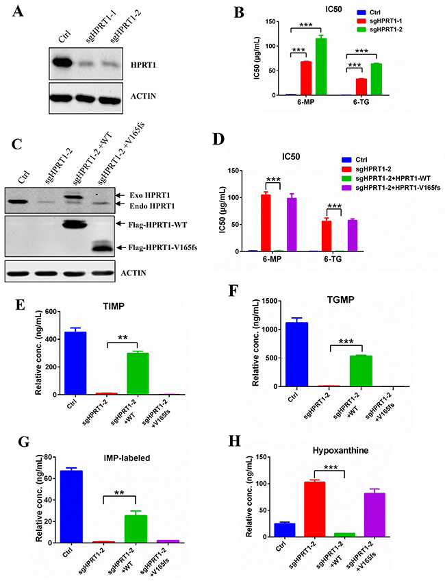 Knockdown HPRT1 induce thiopurine resistance.