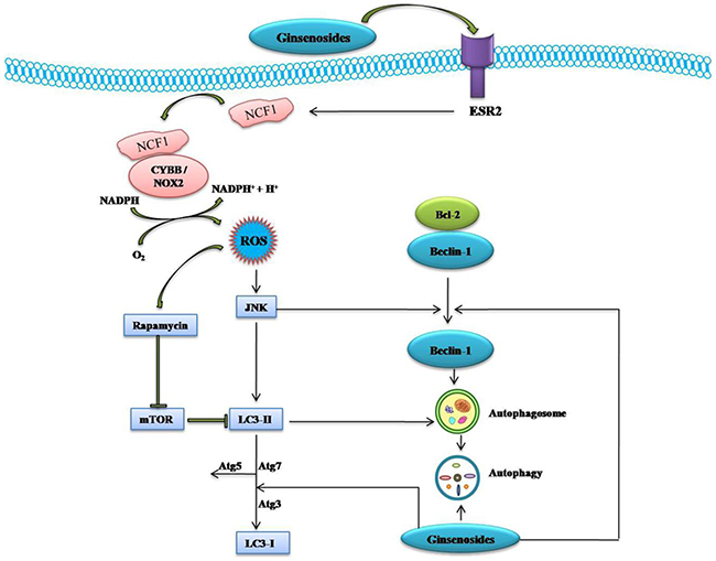 Schematic Diagram of Effects of Ginsenosides on ESR2-NCF1-ROS and ROS-JNK-Autophagy Pathway of Cancer Cells.
