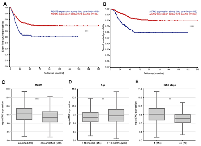 Elevated MDM2 expression levels in tumors are associated with poor patient overall and event-free survival as well as more aggressive neuroblastomas.