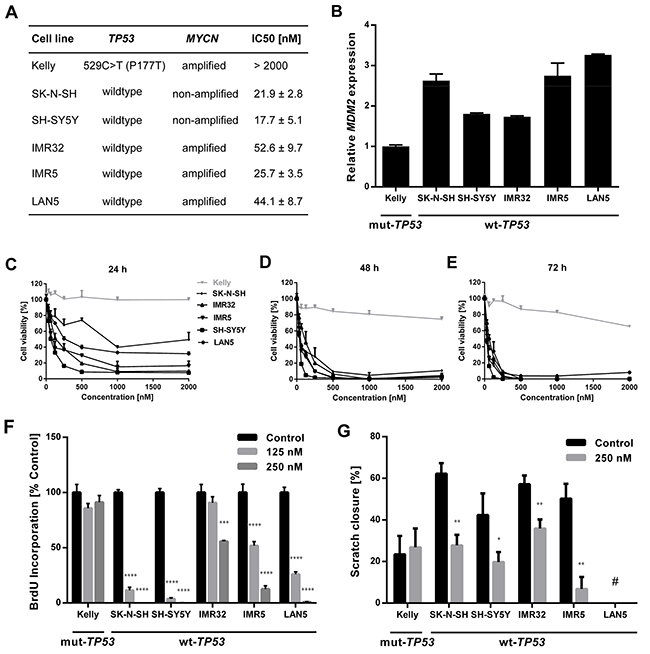 DS-3032b treatment selectively inhibits viability, proliferation and migration of neuroblastoma cells with wildtype TP53 independently of MYCN status.