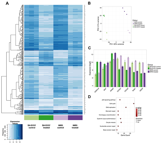 Microarray data confirm TP53 reactivation in neuroblastoma cells, regardless of the presence of a MYCN amplification.