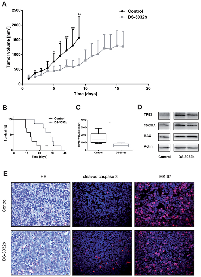 DS-3032b delays tumor growth and improves survival in mice xenografted with wildtype TP53 neuroblastoma cells.