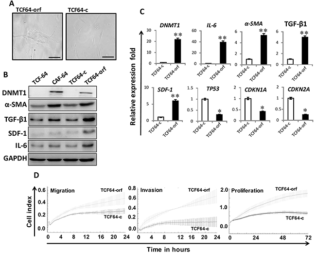 Ectopic expression of DNMT1 activates breast stromal fibroblasts.