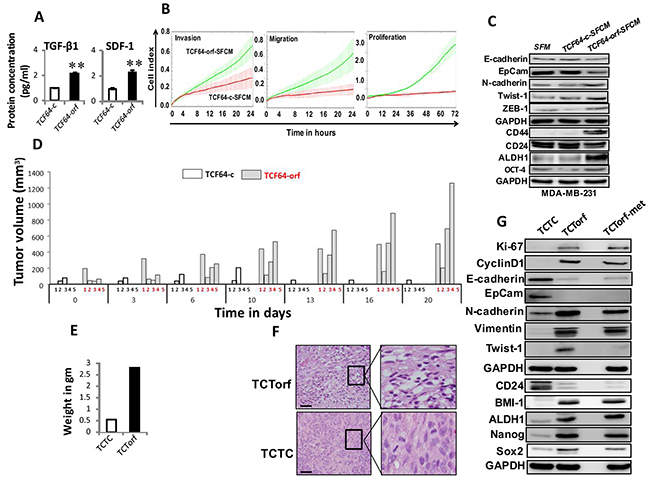 Ectopic expression of DNMT1 enhances the paracrine procarcinogenic effects of breast stromal fibroblasts in vitro and in vivo.