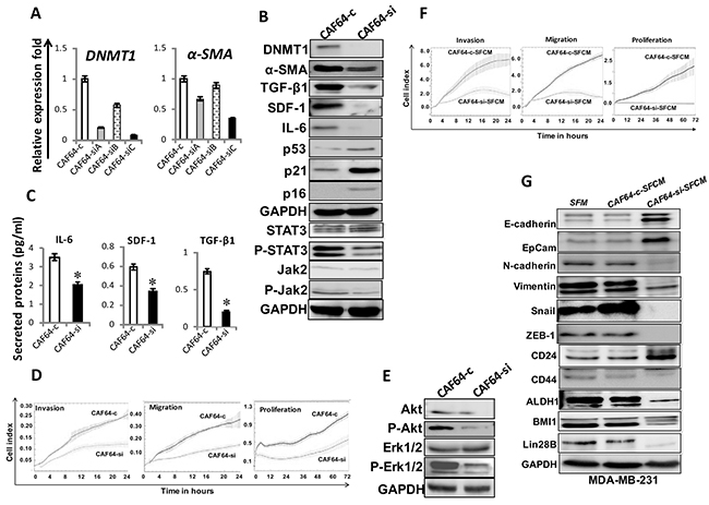 DNMT1 downregulation suppresses myofibroblasts.