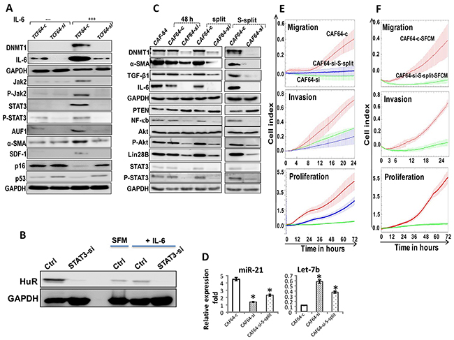 DNMTl knockdown persistently inhibits the pro-inflammatory/carcinogenic IL-6-related loop and CAF cells.