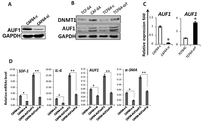 DNMTl effects in breast stromal fibroblasts are AUF1-dependent.