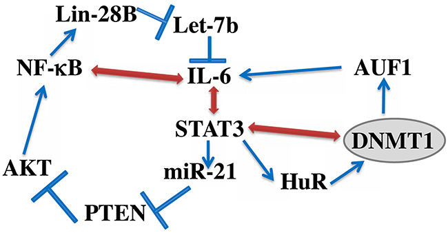 Schematic representation of the IL-6/STAT3/NF-&#x03BA;B feedback loop, and the implication of HuR and DNMT1.